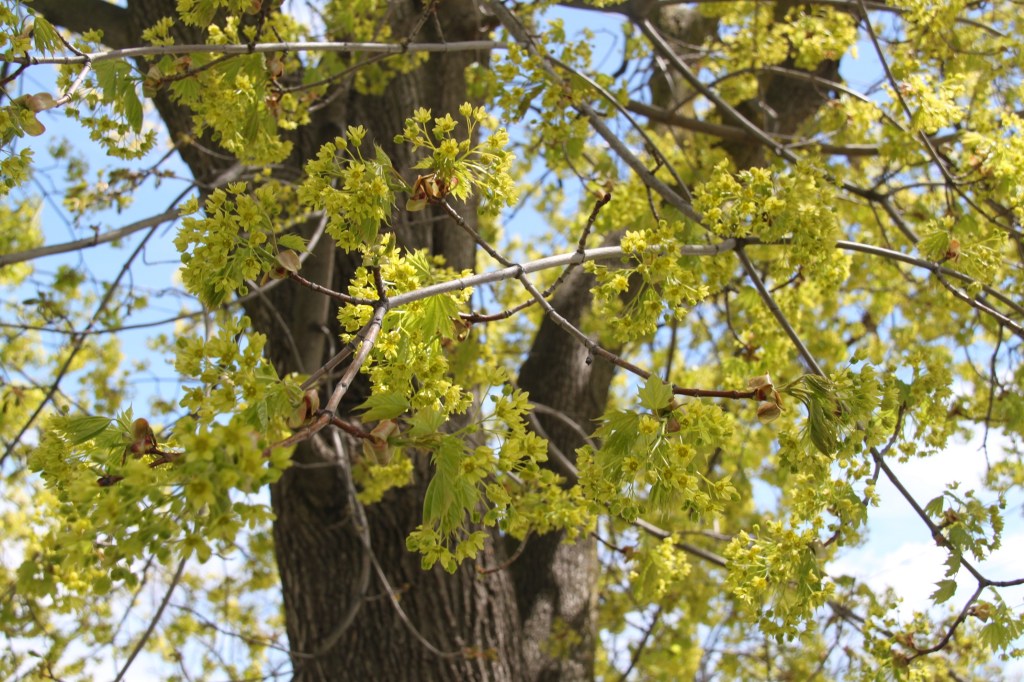 Patch up live, live nice during pandemic