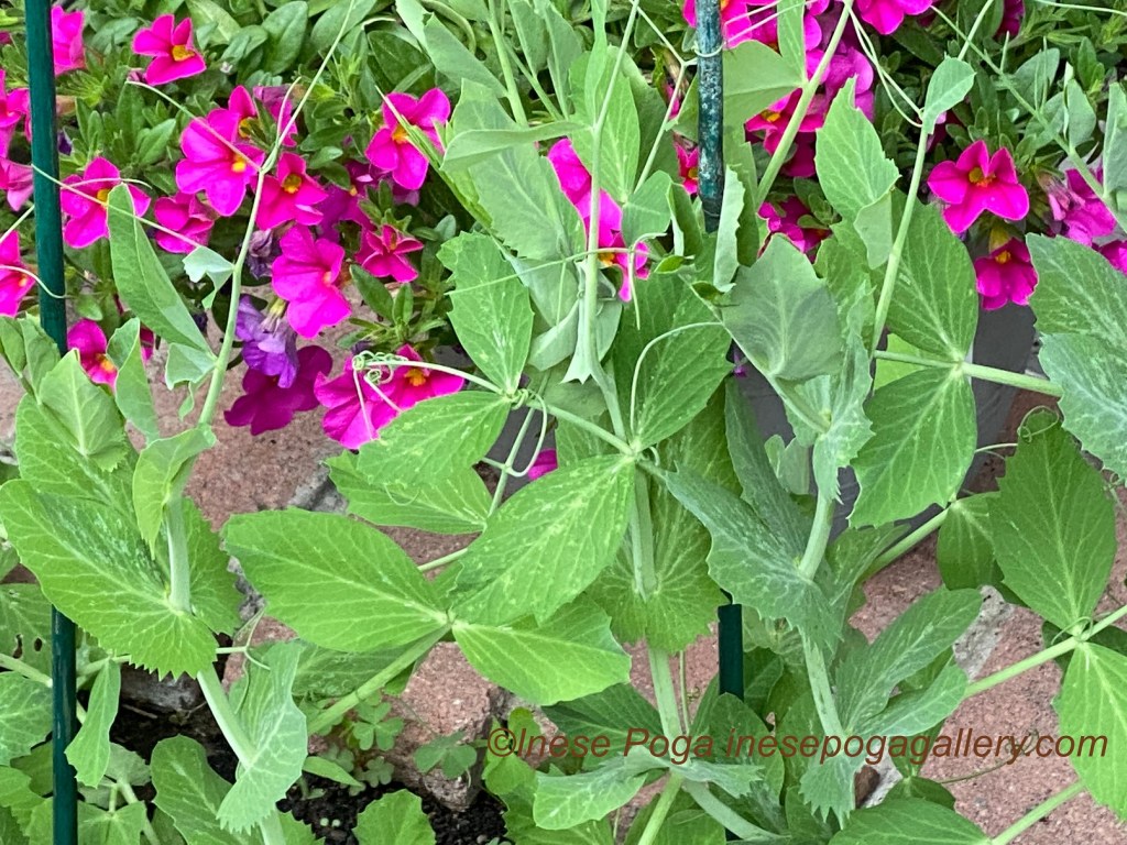 Better harvest from small garden