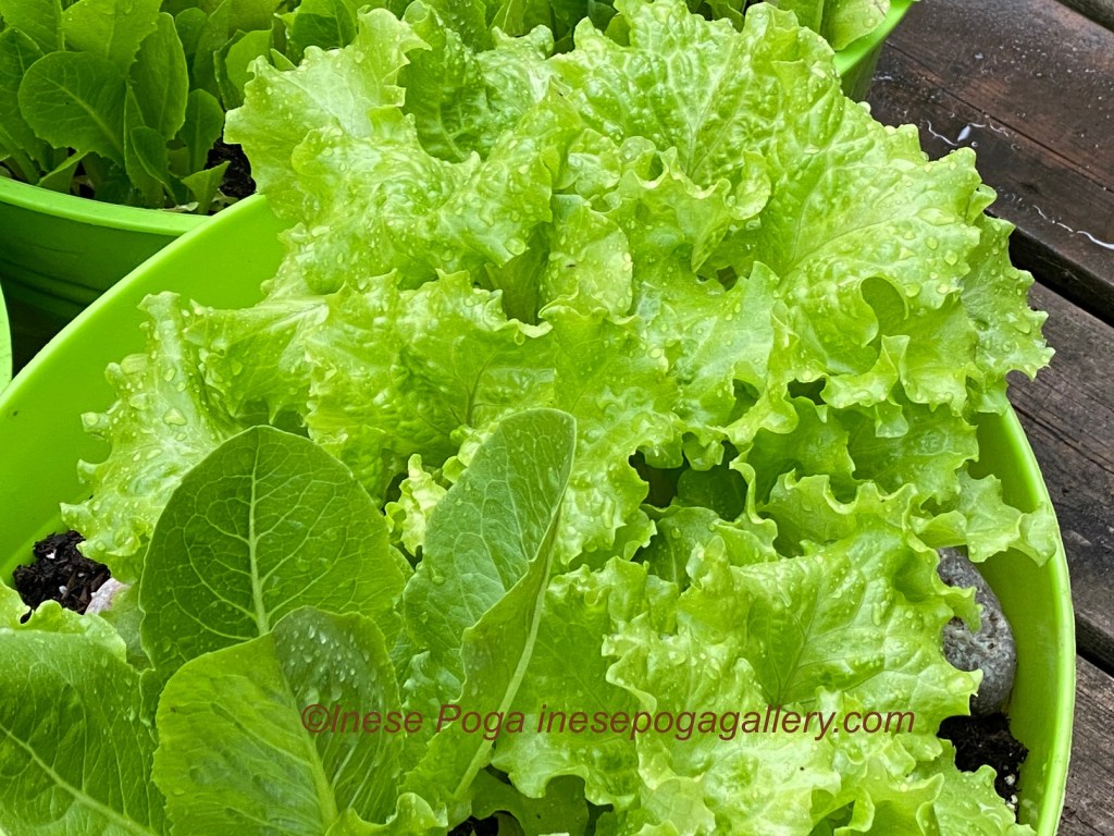 Better harvest from small garden