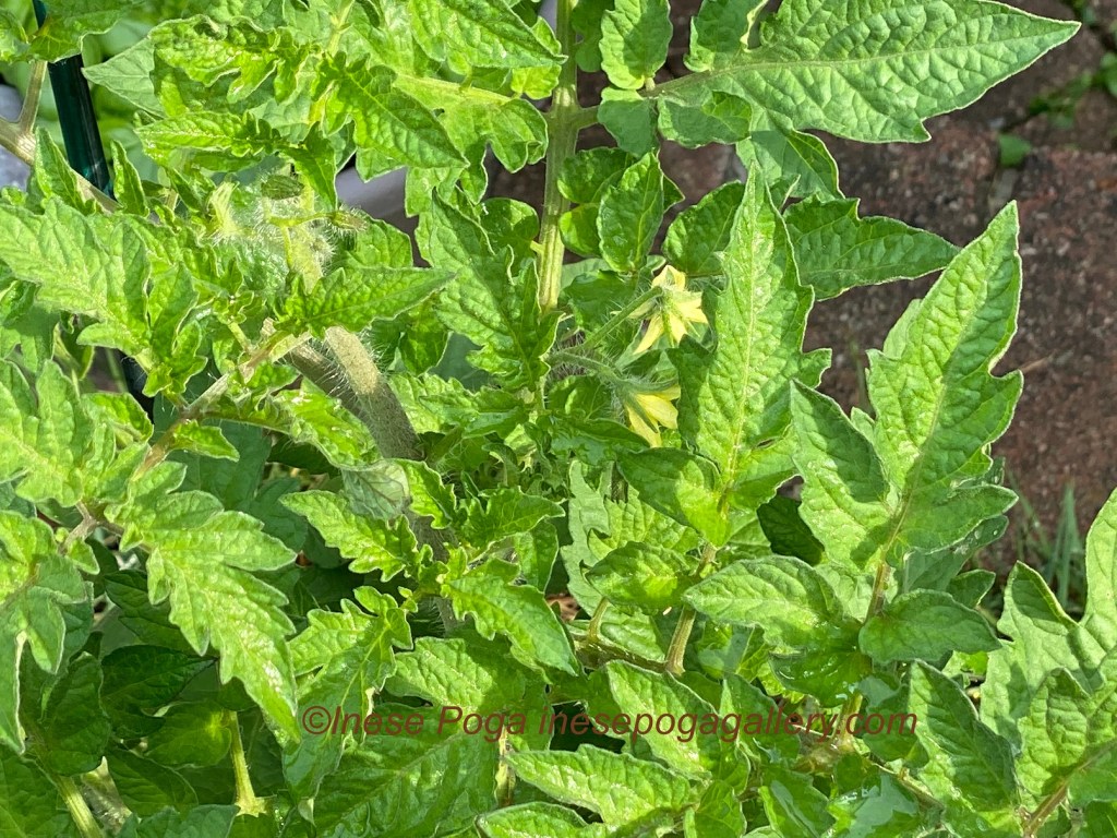 Better harvest from small garden