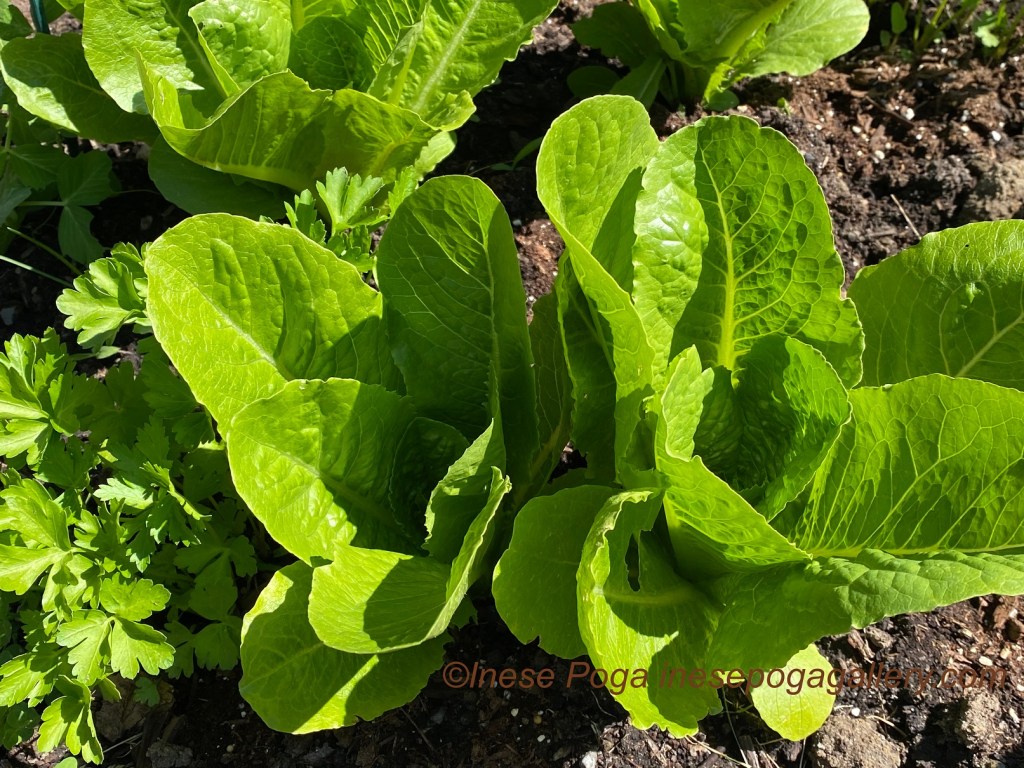 Better harvest from small garden