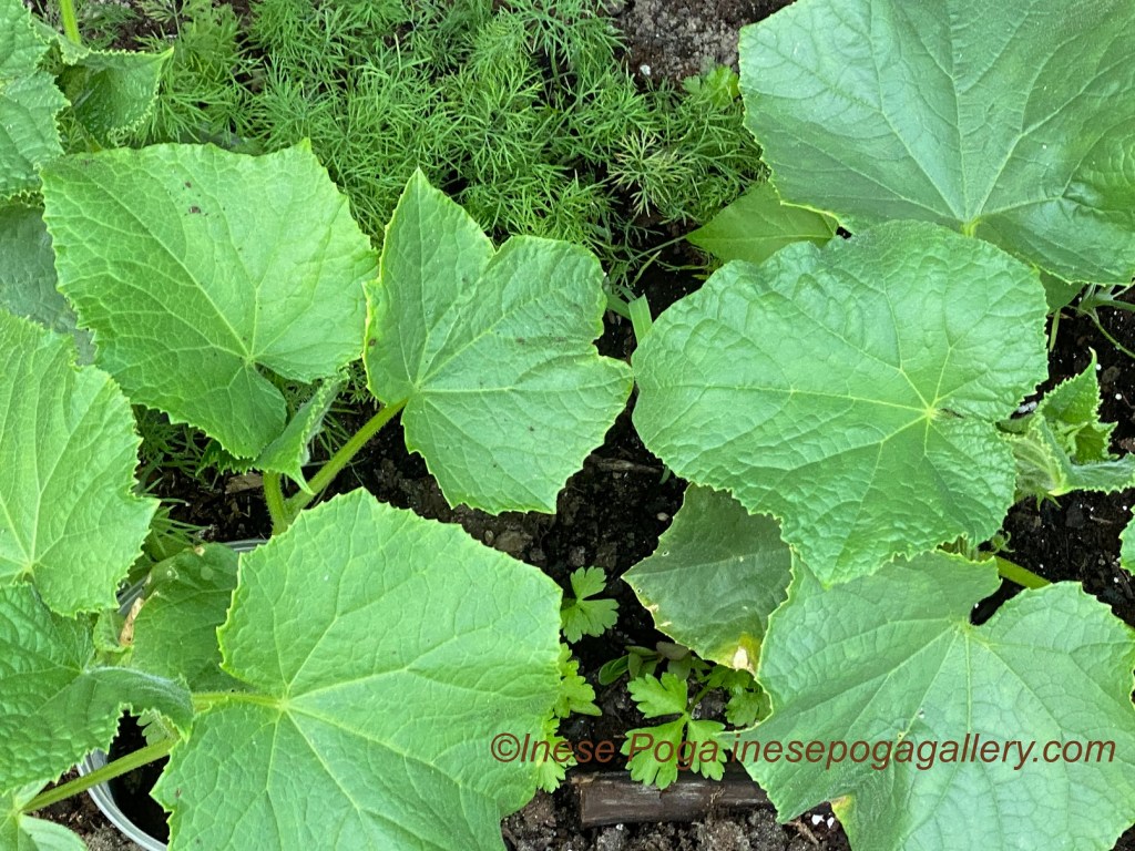Small garden, big harvest