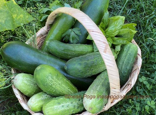 Basket of veggies from my backyard