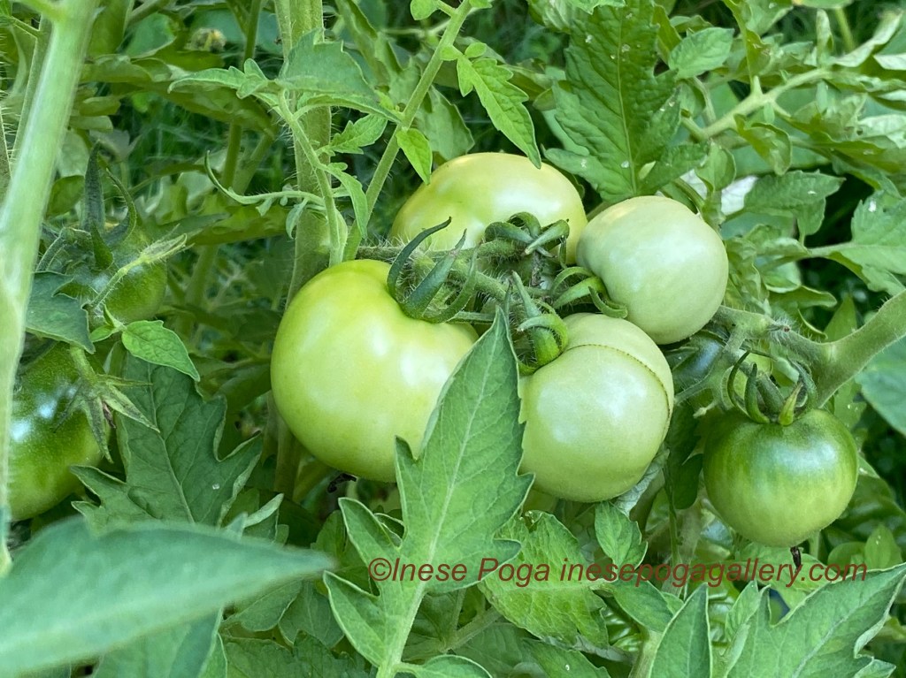 Tomatoes on the vine