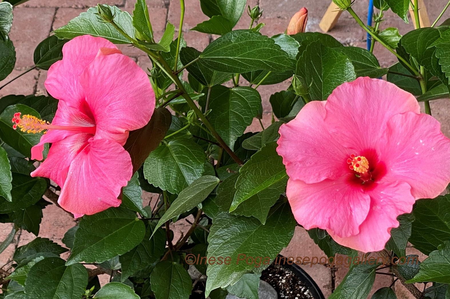 Pink hibiscus