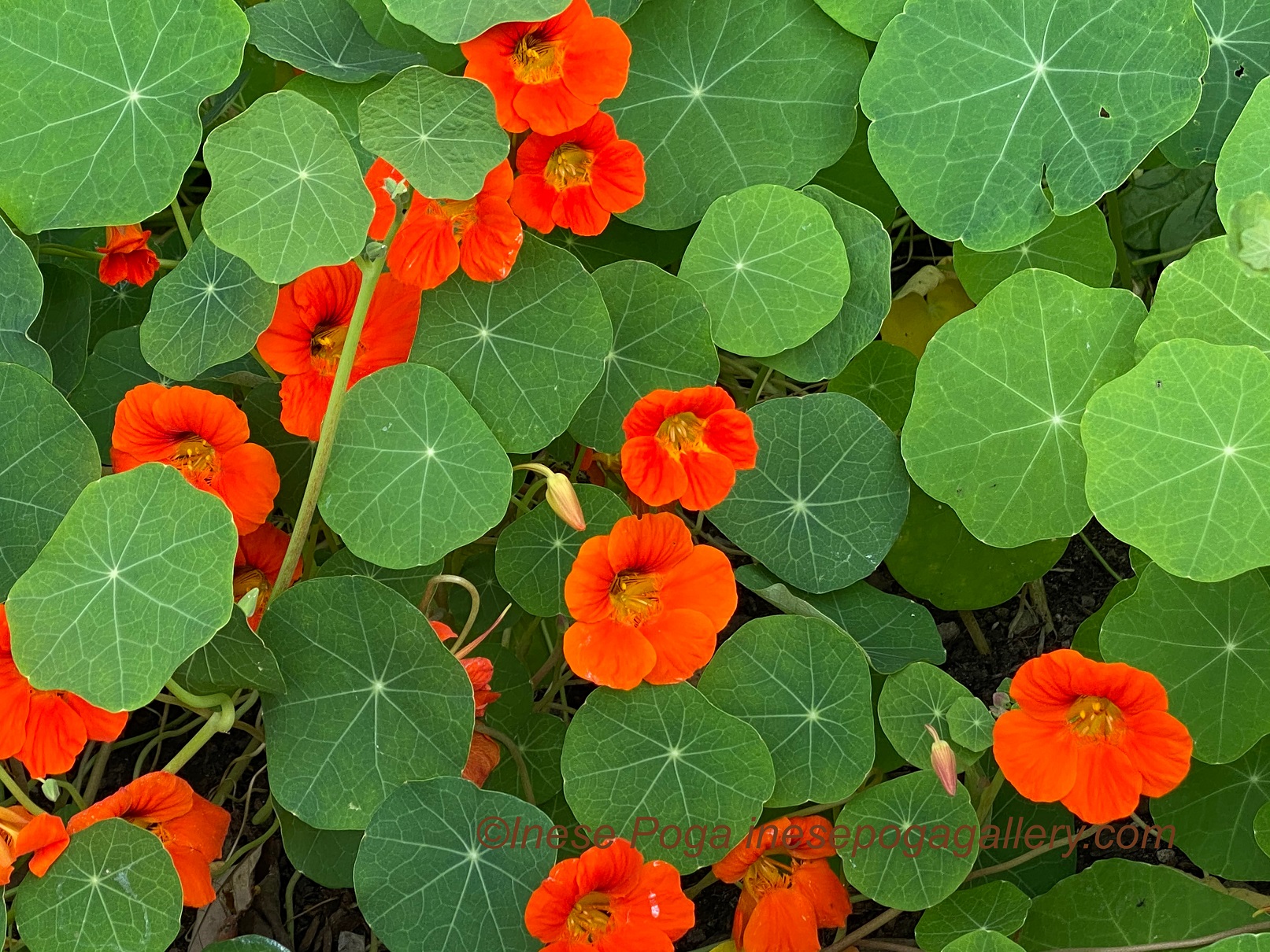 Beauty of backyard flowers in late fall