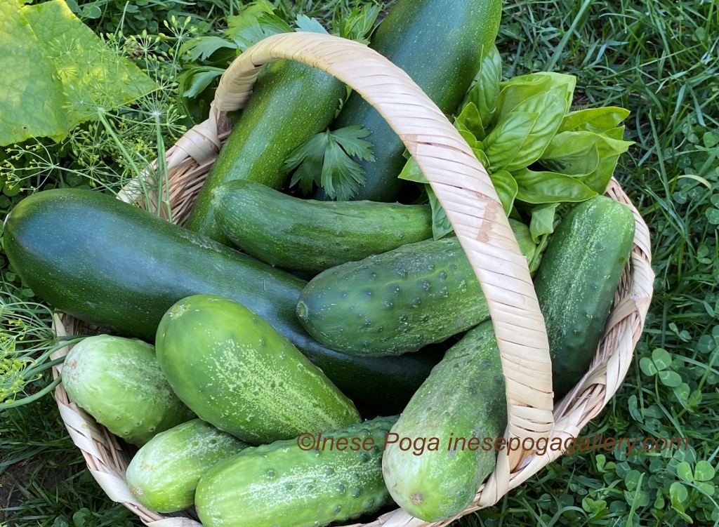 Summer cucumbers