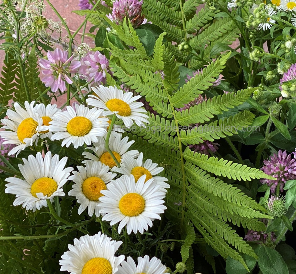 Midsummer daisies