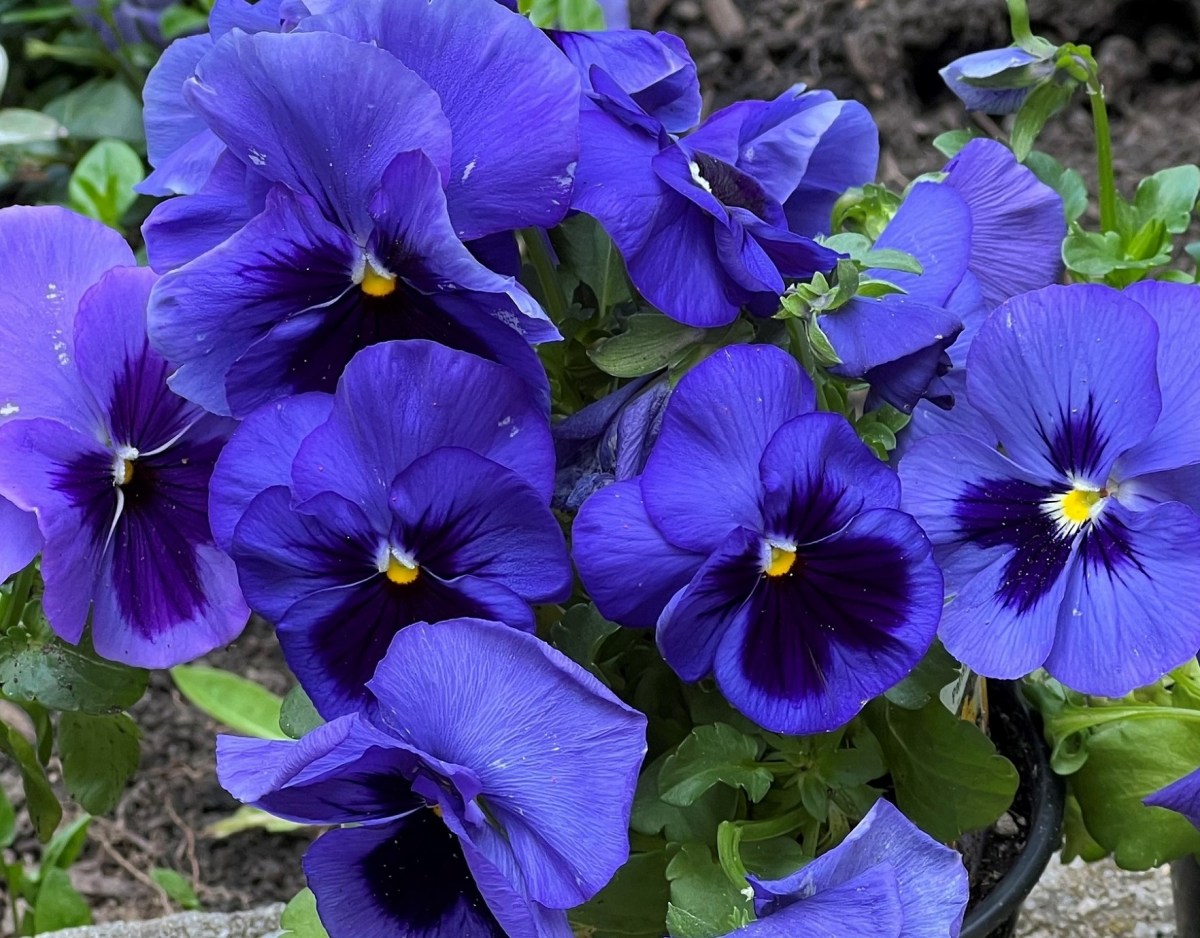 Pansies in fantastic blue