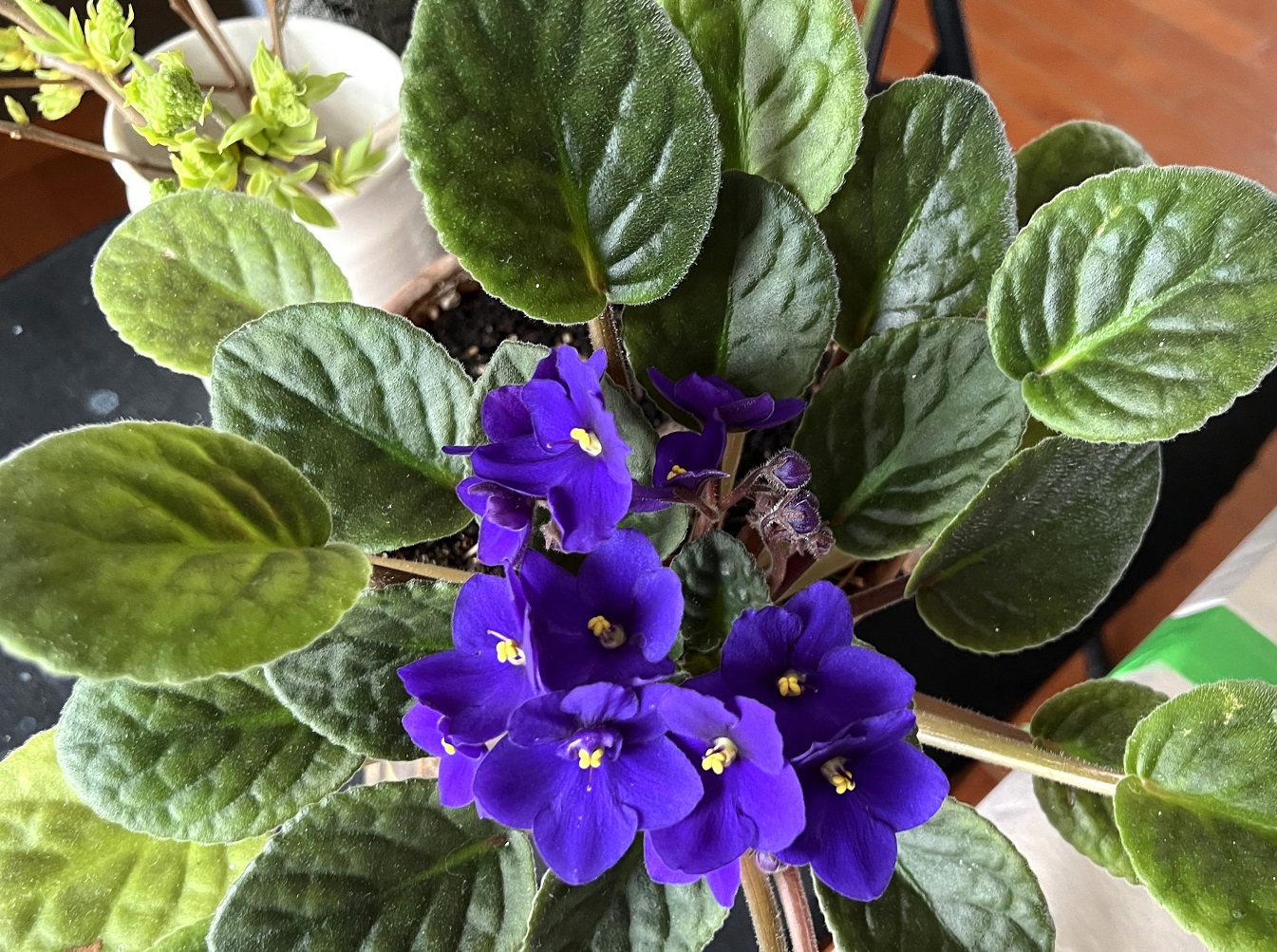 Purple African violets
