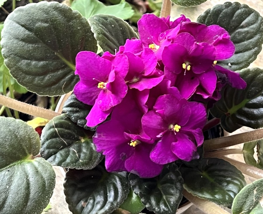 Deep dark red African violet