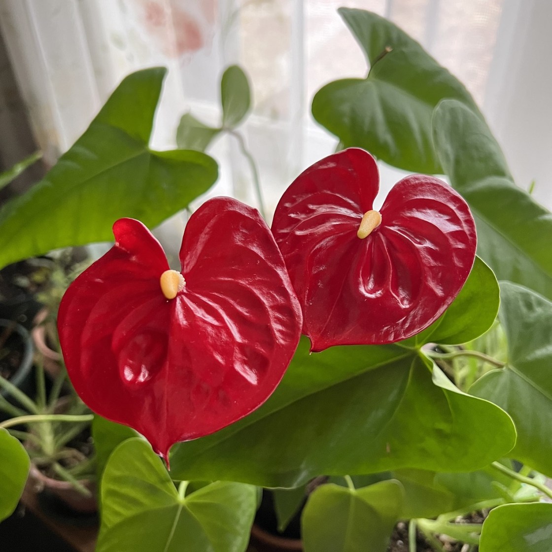 Anthurium blooms