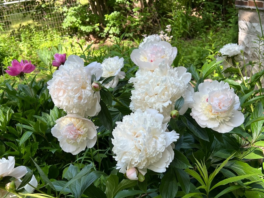 White and pink peonies in bloom
