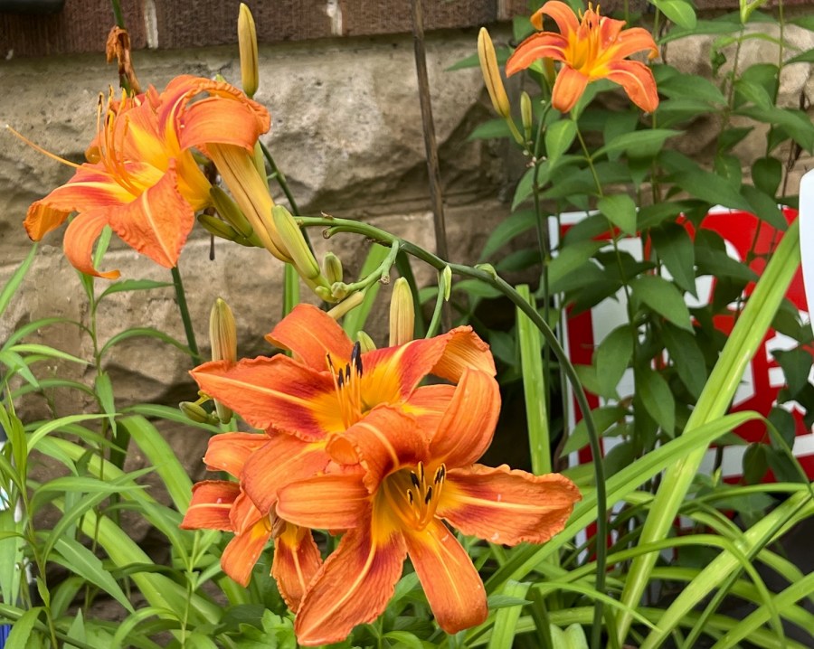 Day lilies in bloom