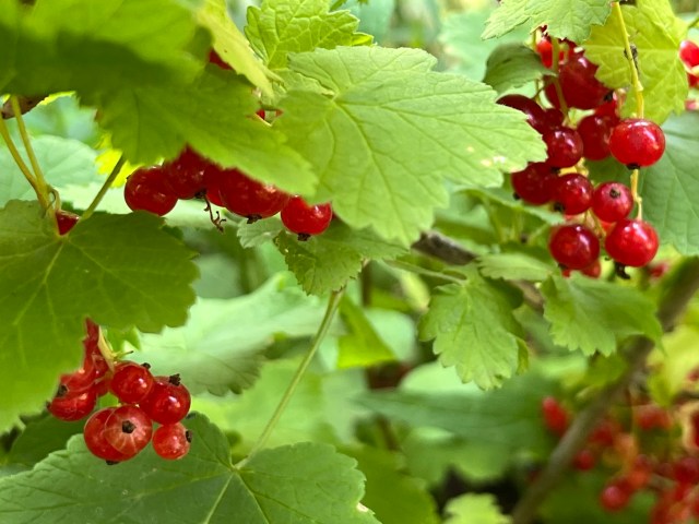 Red currant berries this summer
