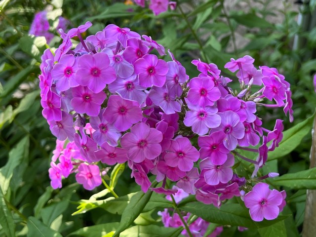 Flowers in my garden