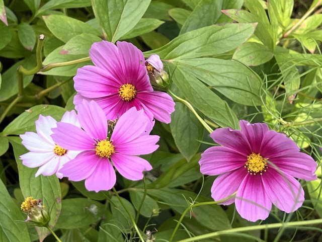 Cosmos blooms