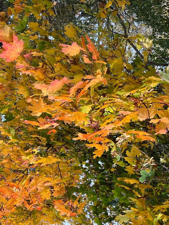 Colorful autumn leaves