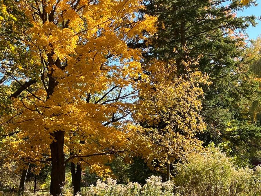 Autumn colors in my backyard