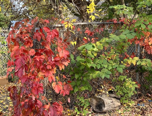 Autumn in Ontario