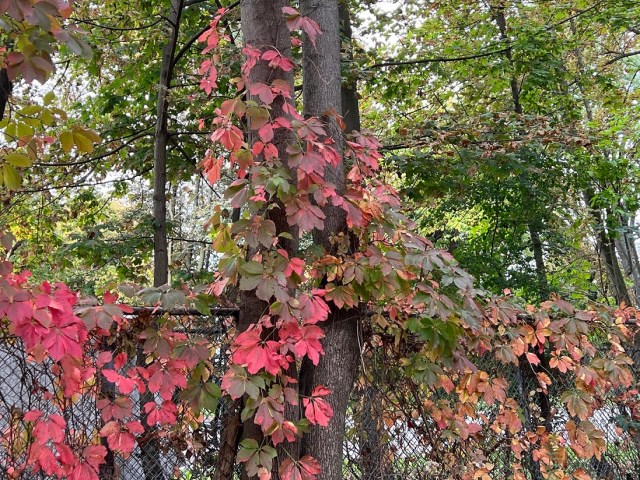 Red autumn leaves at my entrance
