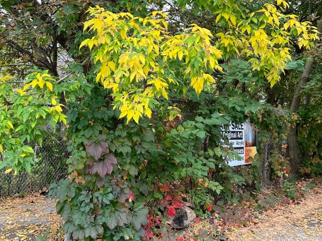Driveway to my studio