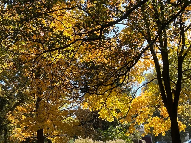 Maple leaves in my backyard