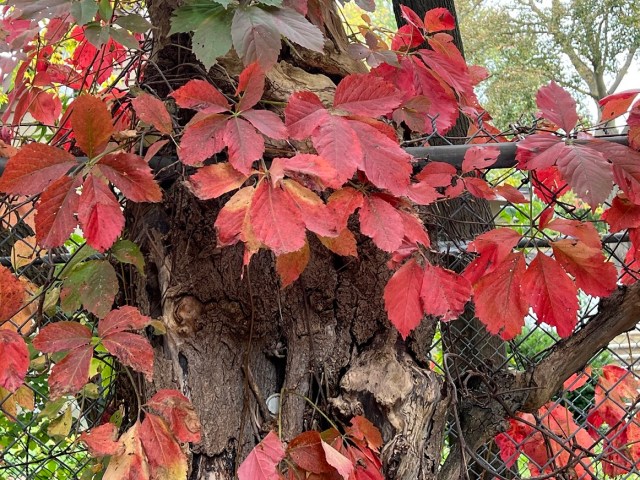 Fantastic red leaves on tree